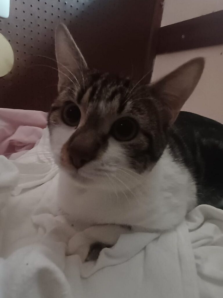 MOWGLI