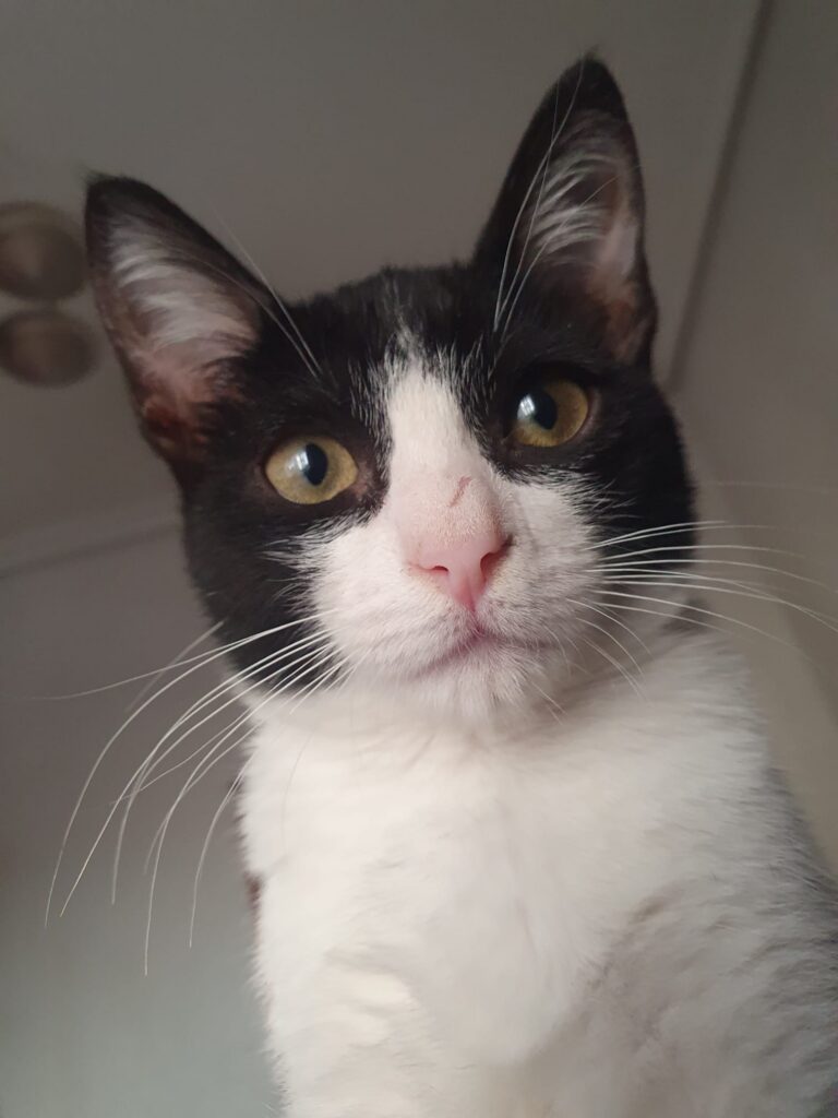 TINTÍN