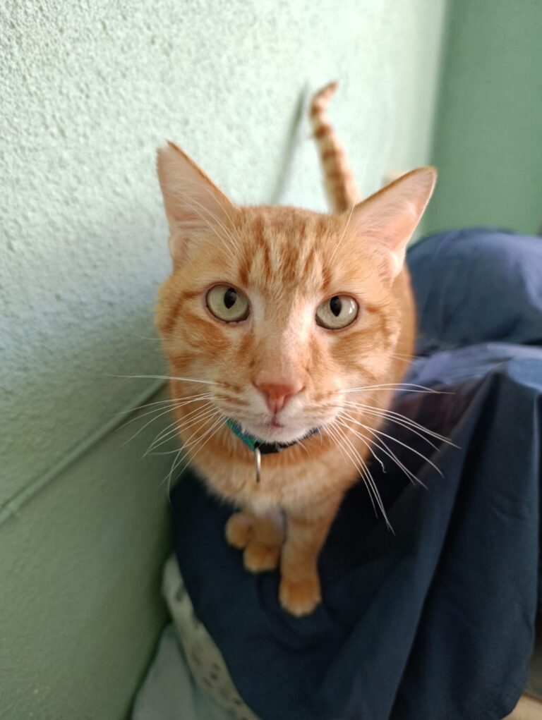 GARFIELD