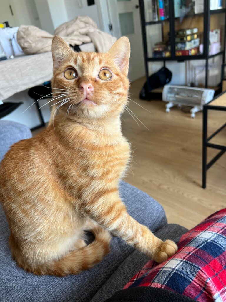GUSTAVO