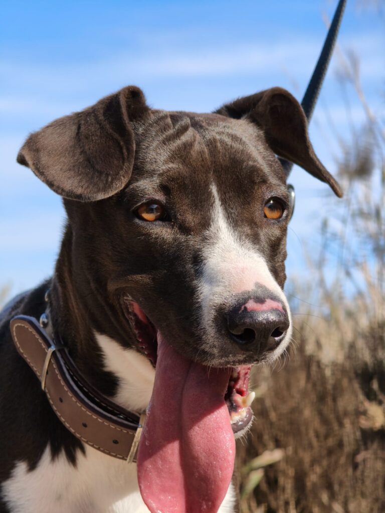 PIMIENTA